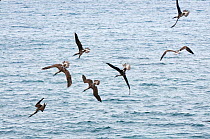 Blue-footed boobies (Sula nebouxii) diving into water to catch marine prey. Espanola, Galapagos Islands, June.