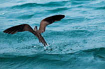 Brown / Common noddy (Anous stolidus) taking flight from water. Santa Cruz Island, Galapagos, June.