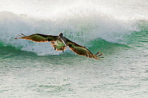 Brown pelican (Pelecanus occidentalis) in flight above wave. San Cristobal Island, Galapagos, Ecuador, June.