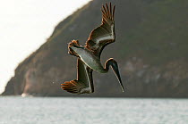 Brown pelican (Pelecanus occidentalis) diving. San Cristobal Island, Galapagos, Ecuador, June.