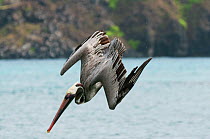 Brown pelican (Pelecanus occidentalis) diving towards water. Brown pelican (Pelecanus occidentalis). Seymour Island, Galapagos, Ecuador, June.
