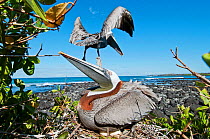 Brown pelican (Pelecanus occidentalis) on nest incubating eggs with beach and other bird in flight. Santa Cruz Island, Galapagos, Ecuador, June.