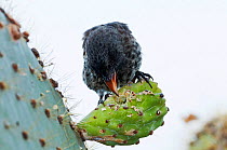 Cactus finch (Geospiza scandens) making a hole in cactus to extract moisture. Academy Bay, Santa Cruz Island, Galapagos Islands, Ecuador, December.