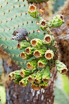 Cactus finch (Geospiza scandens) Academy Bay, Santa Cruz Island, Galapagos Islands, Ecuador, November.
