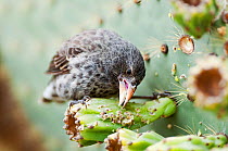 Cactus finch (Geospiza scandens) feeding on cactus bud. Academy Bay, Santa Cruz Island, Galapagos Islands, Ecuador, November.