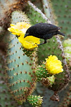 Cactus finch (Geospiza scandens) feeding on cactus flower nectar and pollen. Espanola, Galapagos Islands, November.
