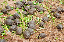 Hood island giant tortoise (Chelonoidis nigra hoodensis) captive bred young awaitng release back onto their island of origin, Santa Cruz Island, Galapagos, Ecuador, November 2008