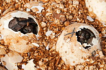 Hood island giant tortoise (Chelonoidis nigra hoodensis) captive bred hatchlings emarging from the egg, Tortoise breeding centre, Puerto, Isabela Island, November 2008