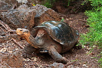 Hood island giant tortoise (Chelonoidis nigra hoodensis) adult female, part of 12 survivors used in captive breeding program since the 1960s, Tortoise breeding centre, Puerto, Isabela Island, November...