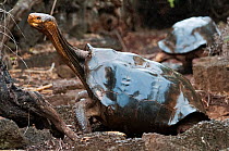 Hood island giant tortoise (Chelonoidis nigra hoodensis) adult female, part of 12 survivors used in captive breeding program since the 1960s, Tortoise breeding centre, Puerto, Isabela Island, November...