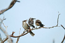 Espanola / Hood mockingbird (Mimus macdonaldi) young 'helpers' being submissive to older bird, Espanola Island, Galapagos