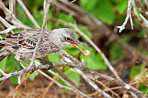 Espanola /Hood mockingbird (Mimus macdonaldi) feeding on Cordia lutea berry, Espanola Island, Galapagos