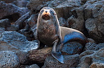 Galapagos fur seal (Arctocephalus galapagoensis) large territorial bull on volcanic rocks. South Coast Cerro Azul (Cinco Cerros), Isabela, Galapagos Islands, Ecuador, June.