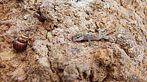 Galapagos gecko (Phyllodactylus bauri) with land snail (Bulimulus sp)