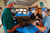 Galapagos giant tortoise (Chelonoidis nigra) surgery, Tortoise Breeding Centre, Galapagos