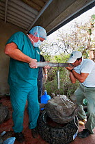 Men moving Galapagos giant Tortoise (Chelonoidis nigra) for surgery Tortoise Breeding Centre, Galapagos