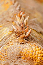 Galapagos land iguana (Conolophus subcristatus) scales and spines on its dorsal crest. Isabela Island, Galapagos, Ecuador, June.