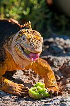 Galapagos land iguana (Conolophus subcristatus) feeding on vegetation. Isabela Island, Galapagos, Ecuador, June.
