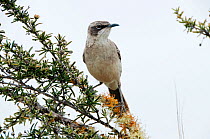 Galapagos mockingbird (Mimus parvulus)  Isabela Island, Galapagos