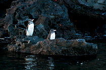 Galapagos penguins (Spheniscus mandiculus) standing on coastal volcanic rock. Endangered. Isabela Island, Galapagos, Ecuador, June.