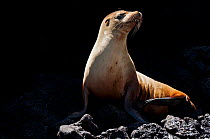 Galapagos sea lion (Zalophus wollebaeki) on volcanic rock. Endangered. Floreana Island, Galapagos, Ecuador, July.