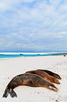 Galapagos sea lions (Zalophus wollebaeki) reating on sandy beach. Endangered. Espanola Island, Galapagos, Ecuador, June.