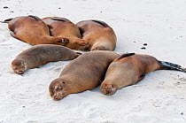 Galapagos sea lions (Zalophus wollebaeki) resting on beach sand. Endangered. Espanola Island, Galapagos, Ecuador, June.