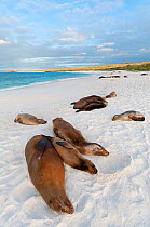 Galapagos sea lions (Zalophus wollebaeki) resting on sandy beach. Endangered. Espanola Island, Galapagos, Ecuador, June.