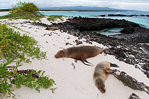 Galapagos sea lions (Zalophus wollebaeki) resting on volcanic beach. Endangered. San Cristobal Island, Galapagos, Ecuador, June.