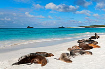 Galapagos sea lions (Zalophus wollebaeki) basking on sand beach. Endangered. Espanola Island, Galapagos, Ecuador, June.