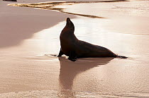 Galapagos sea lion (Zalophus wollebaeki) silhouetted on beach. Endangered. Espanola Island, Galapagos, Ecuador, June.