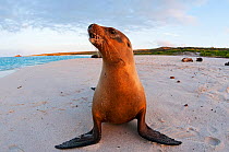 Galapagos sea lion (Zalophus wollebaeki) portraits on beach. Endangered. Espanola Island, Galapagos, Ecuador, June.