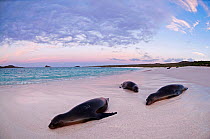 Galapagos sea lions (Zalophus wollebaeki) resting on beach. Endangered. Espanola Island, Galapagos, Ecuador, June.