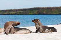 Galapagos sea lions (Zalophus wollebaeki) looking at each other, one over its very flexible back, on beach. Endangered. Seymour Island, Galapagos, Ecuador, June.
