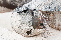 Galapagos sea lion (Zalophus wollebaeki) resting, covered in sand. Endangered. Seymour Island, Galapagos, Ecuador, June.