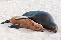 Galapagos sea lion (Zalophus wollebaeki) mother and pup resting on sand. Endangered. Seymour Island, Galapagos, Ecuador, June.