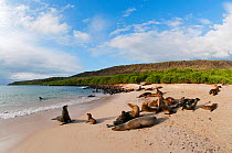Galapagos sea lion (Zalophus wollebaeki) colony resting on beach. Endangered. Galapagos Islands, Ecuador, June.