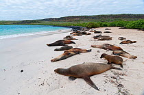 Galapagos sea lions (Zalophus wollebaeki) resting on beach. Endangered. Galapagos Islands, Ecuador, June.