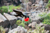 Great frigatebird (Fregata minor) male in flight with inflated gular pouch in courtship display. Genovesa Island, Galapagos, June.