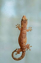 Mourning gecko (Lepidodactylus lugubris), introduced species, prevalent inside buildings, Galapagos islands, Academy Bay, Santa Cruz Island, Galapagos