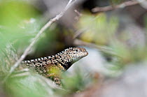 Floreana lava lizard (Microlophus grayi) Floreana Island, Galapagos