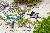 Marine iguana (Amblyrhynchus cristatus) basking on sand near a 'stop' sign. Galapagos Islands, Ecuador, June.