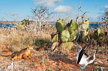 Blue-footed booby (Sula nebouxii) and Land iguana (Conolophus sp.) with cacti. Espanola, Galapagos, June.