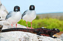 Swallow-tailed gulls (Creagrus furcatus) standing by Marine iguana (Amblyrhynchus cristatus). Espanola Island, Galapagos, Ecuador, May.