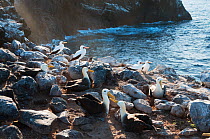 Waved Albatross (Phoebastria irrorata) and Nazca boobies (Sula granti) at mixed seabird nesting colony, Galapagos Islands