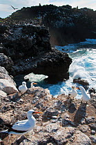 Nazca boobies (Sula granti) at colony on coastal cliffs. Espanola Island, Galapagos, Ecuador, May.