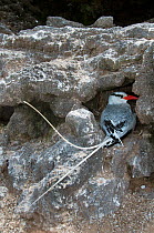 Red-billed tropicbird (Phaethon aethereus) in nesting hole in rocks. Galapagos Islands, Ecuador, May.