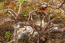 Red-footed booby (Sula sula) on nest in tree branches. Genovesa (Tower) Islands, Galapagos, June.