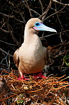 Red-footed booby (Sula sula) on nest on branches. Genovesa (Tower) Islands, Galapagos, June.