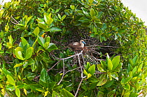 Red-footed booby (Sula sula) nesting in tree. Genovesa (Tower) Islands, Galapagos, June.